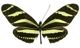 charithonia ramsdeni