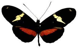 clysonymus apicalis