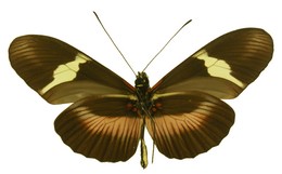 Heliconius clysonymus