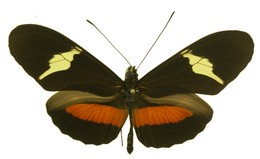 Heliconius clysonymus