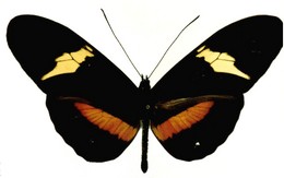 clysonymus perbellus