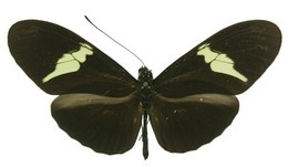 clysonymus fischeri