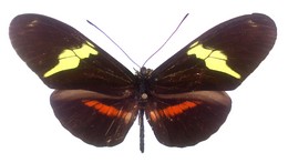 clysonymus fischeri