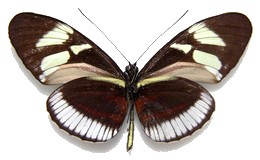 cydno cydnides