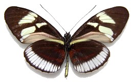 cydno cydnides