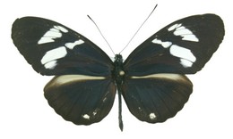 cydno cydnides albidior