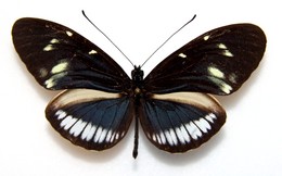 cydno cydnides semicydnides