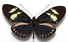 cydno cydnides tenebrosa