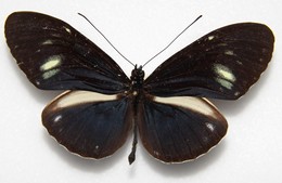 cydno cydnides tenebrosa