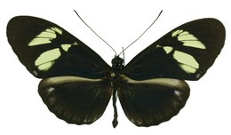 cydno cydnides tenebrosa