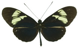 cydno cydnides werneri