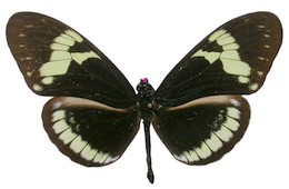 cydno lisethae