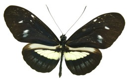 Heliconius cydno flavomaculata