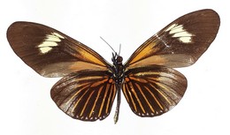 H. demeter joroni