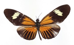 H. demeter joroni