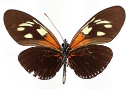 Heliconius demeter terrasanta