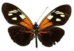 Heliconius demeter terrasanta