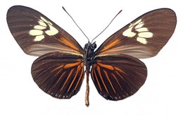 Heliconius demeter zikani