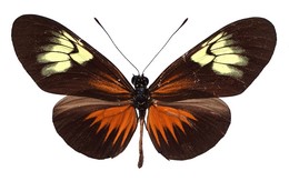 Heliconius demeter zikani