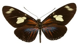 Heliconius doris amathusia