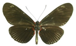 Heliconius doris obscurus