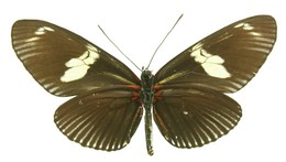 Heliconius doris aristomache