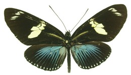 Heliconius doris aristomache