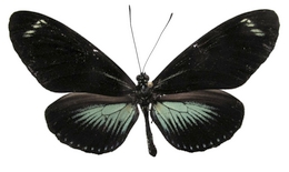 Heliconius Laparus doris obscurus