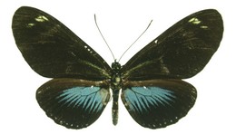 Heliconius doris obscurus