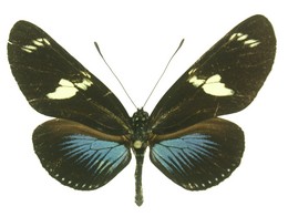 Heliconius doris aristomache