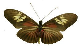 Heliconius egeria