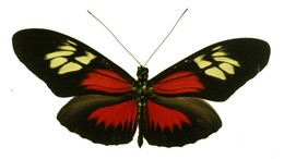 Heliconius egeria