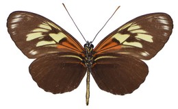 H. elevatus jigginsii