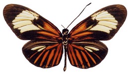 erato amazona