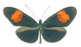 erato dignus