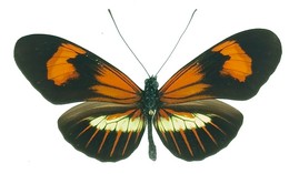 erato lativitta meliorina