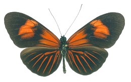 erato lativitta sanguinella