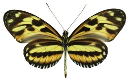 Heliconius ethilla ethilla