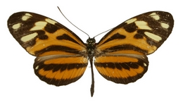 Heliconius ethilla depuncta