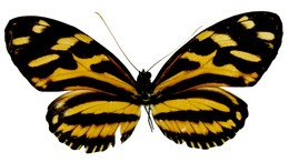 heliconius ethilla flavidus