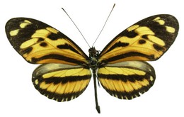 Heliconius ethilla ethilla