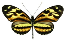 Heliconius ethilla ethilla