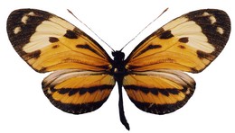 ethilla eucoma