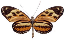 ethilla flavofasciatus