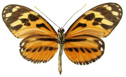 ethilla latona