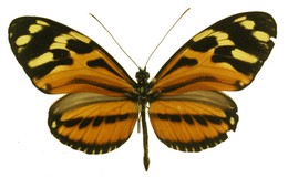 heliconius ethilla latona