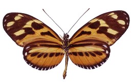 Heliconius ethilla semiflavidus