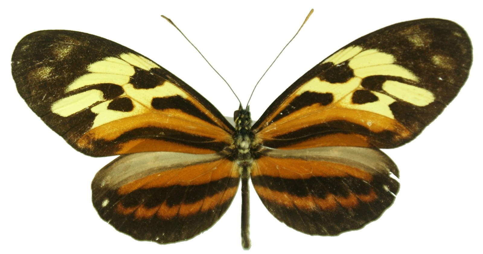 ethilla semiflavidus juntana