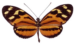 Heliconius ethilla semiflavidus