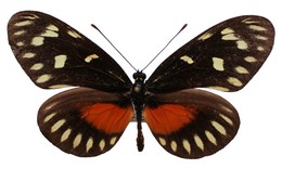 heliconius godmani